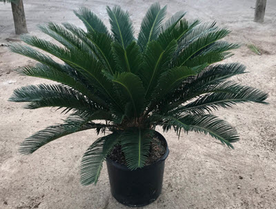Sago Palm (King)
